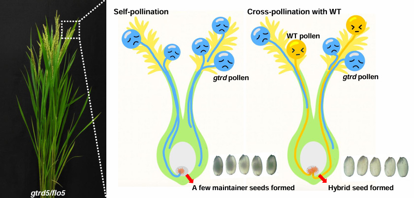 경희대학교 로고 이미지