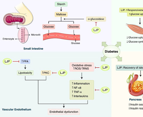 New Treatment Possibility for Metabolic Syndrome through Korean Medicine Using Seaweed Kelp