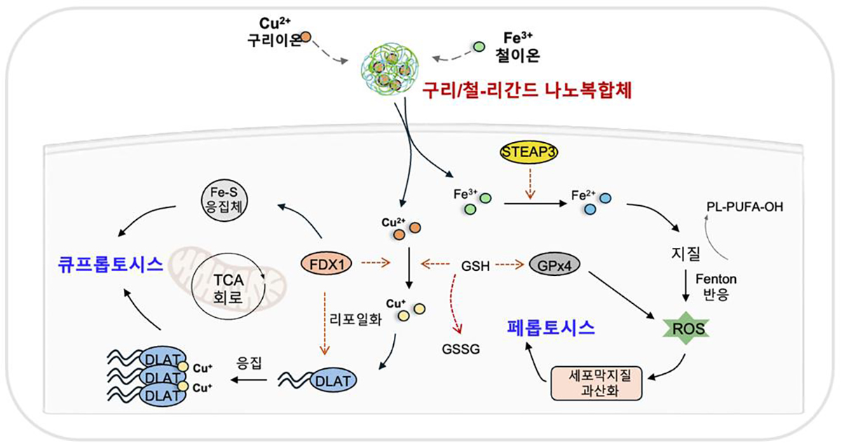 경희대학교 로고 이미지